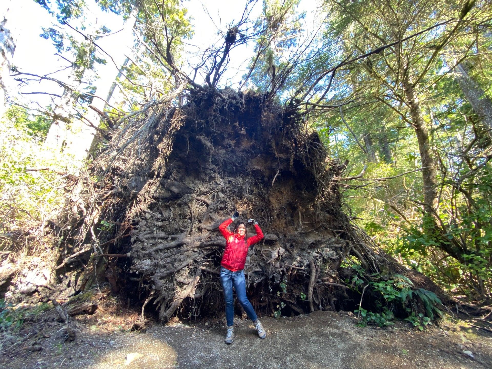 Ancient Cedars Loop