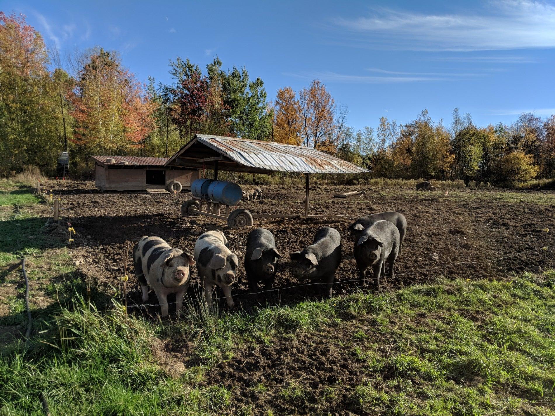 Ferme Selby Farm