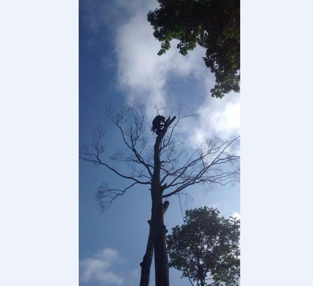 Arboriculture du Aubois