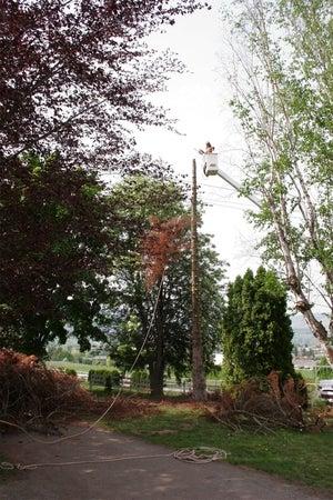 All Pro Tree & Landscaping Services