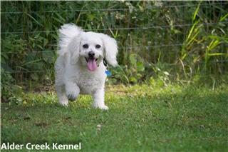 Alder Creek Kennel