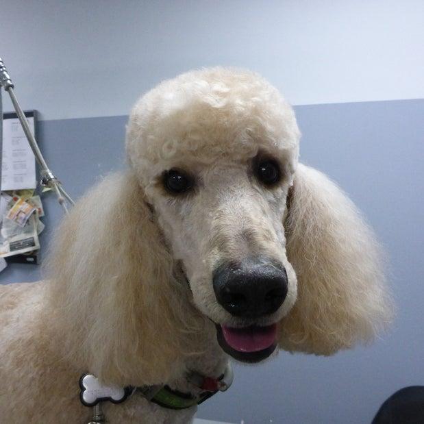 Success Dog Grooming