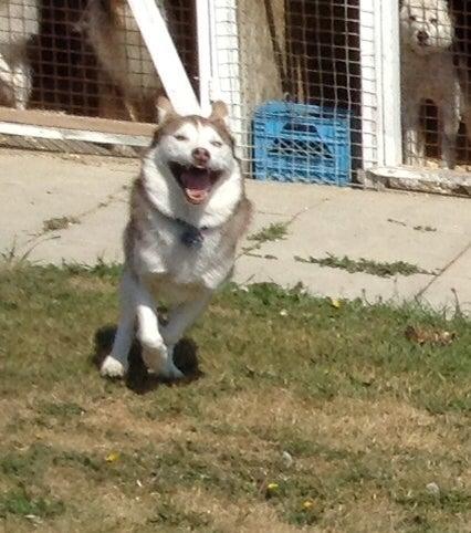 Sandyhill Boarding Kennels