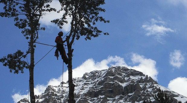 Raincoast Arboriculture