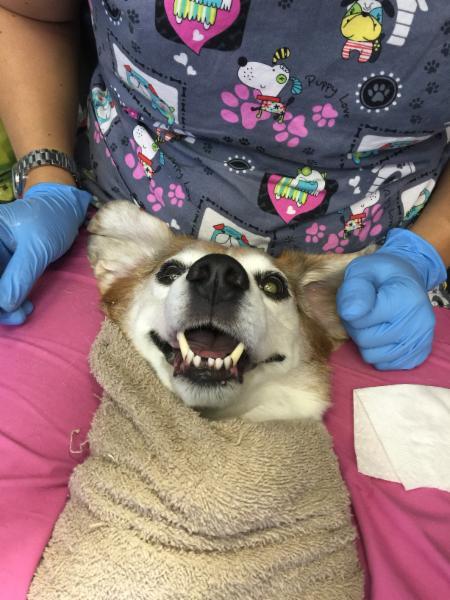 K9 Gentle Dental