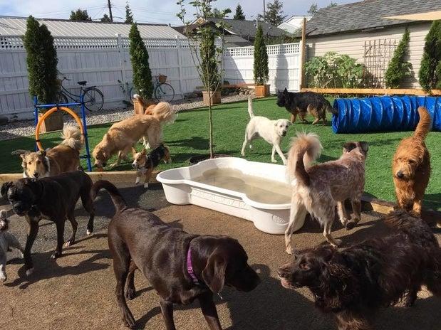 Doggy Doolil Daycare