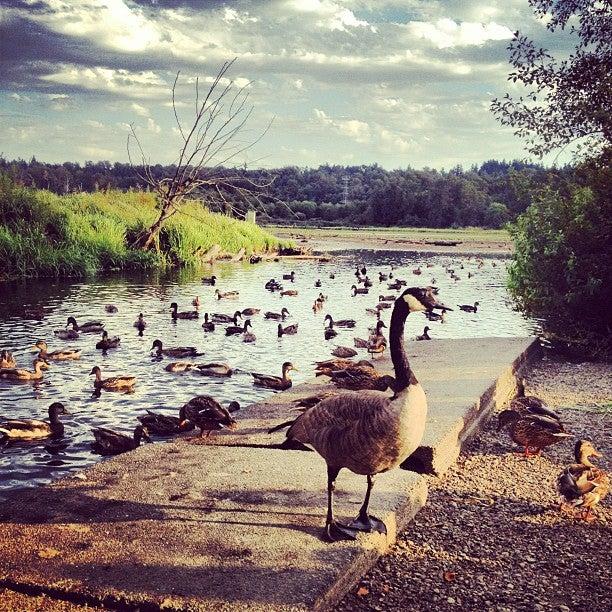 Burnaby Lake Regional Nature Park