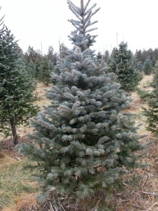 Benjamin Tree Farm