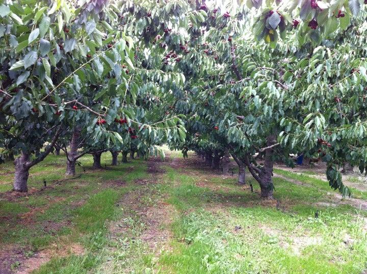 Elephant Island Orchard Wines