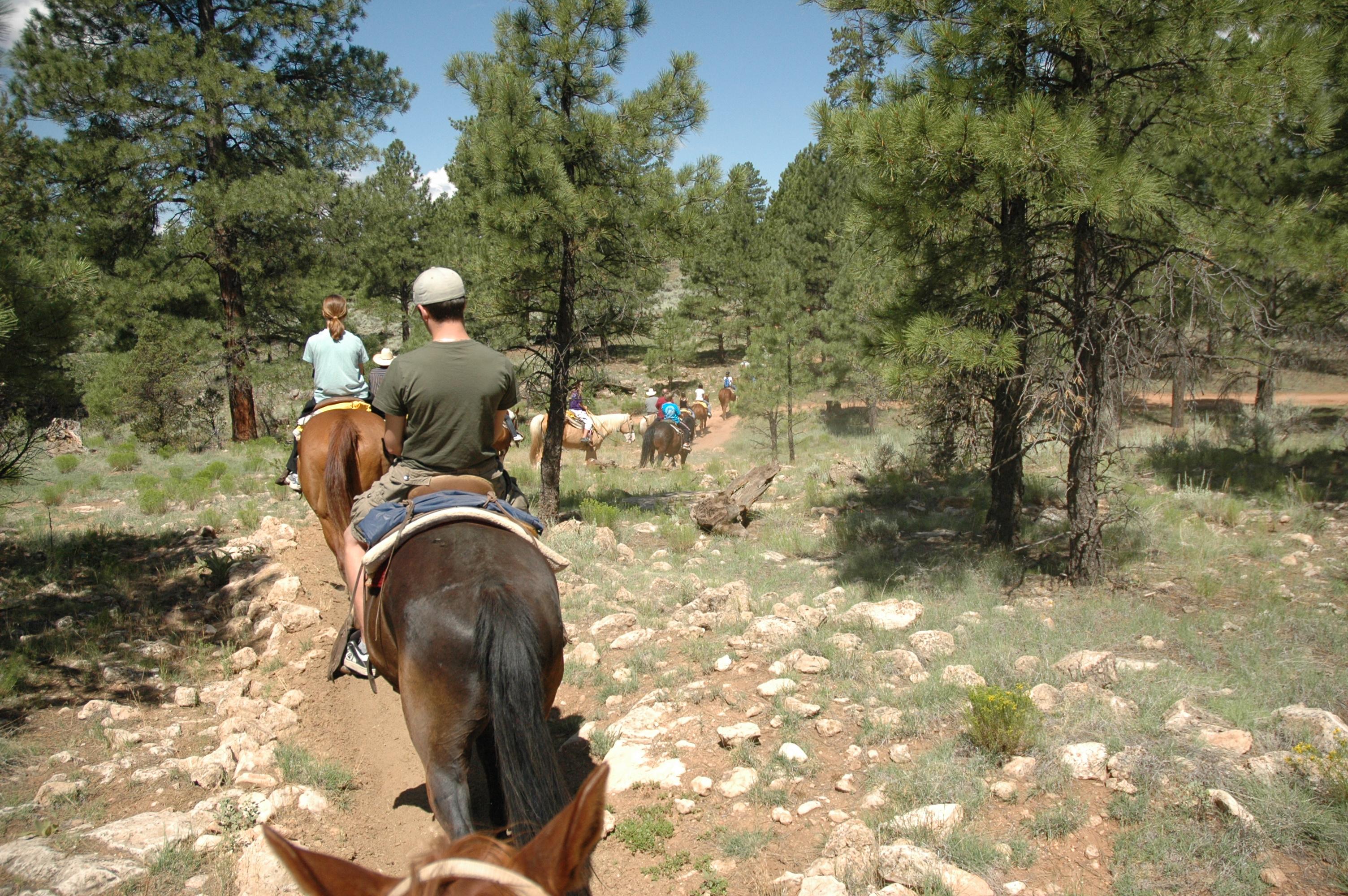 Grand Canyon Apache Stables