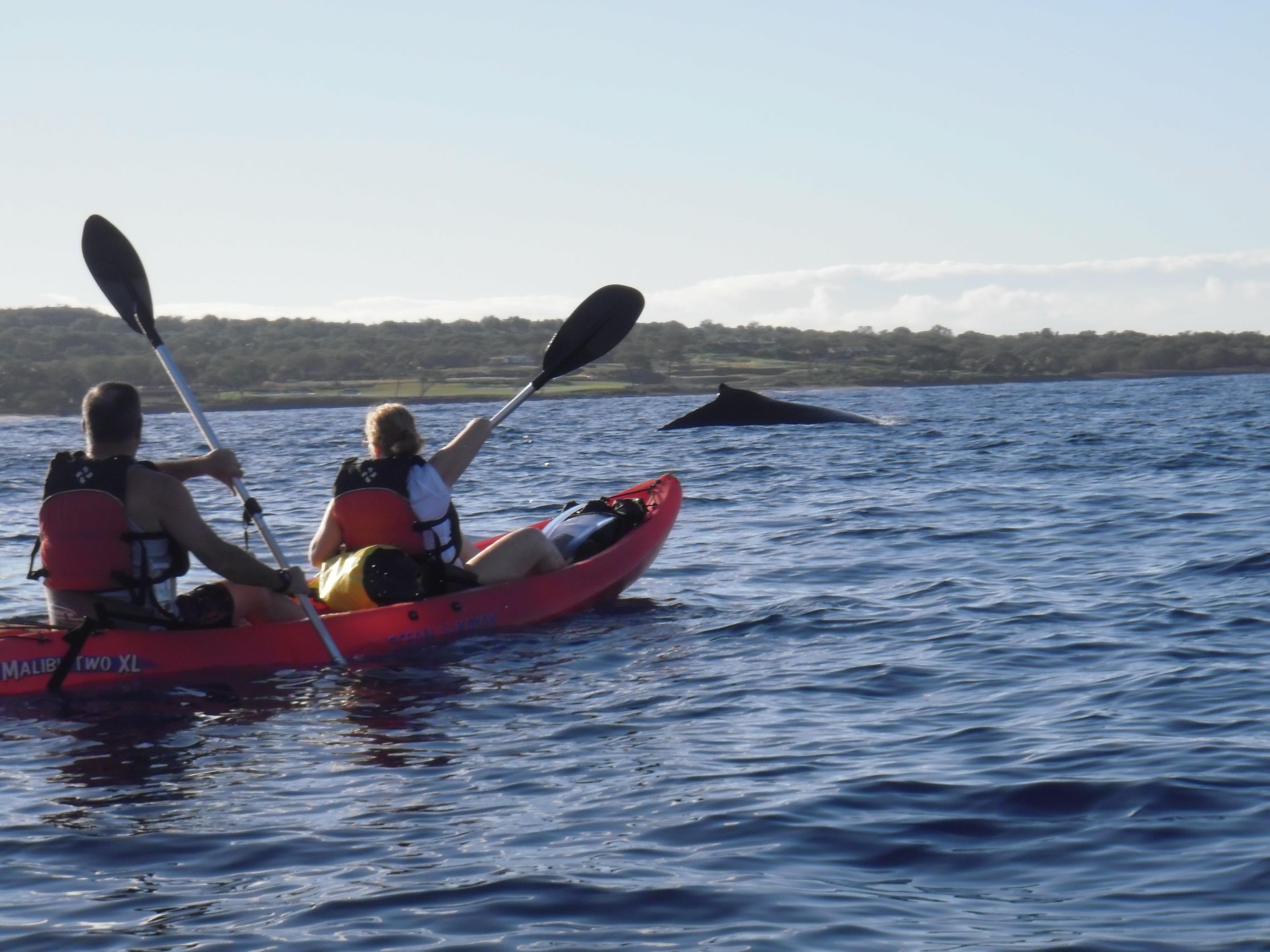 Kelii's Kayak Tours