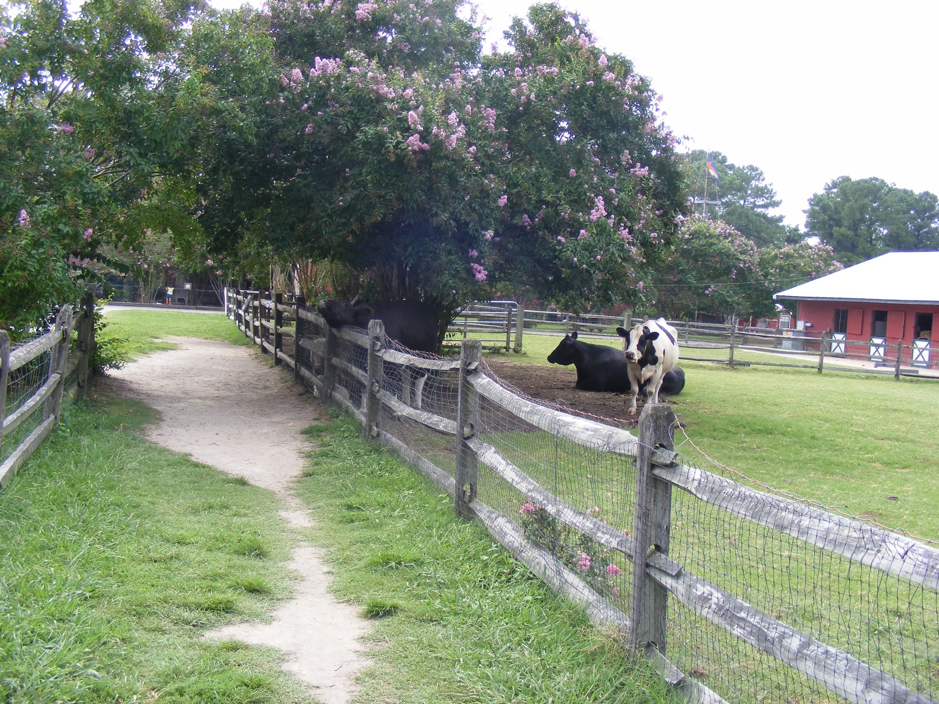 Bluebird Gap Farm