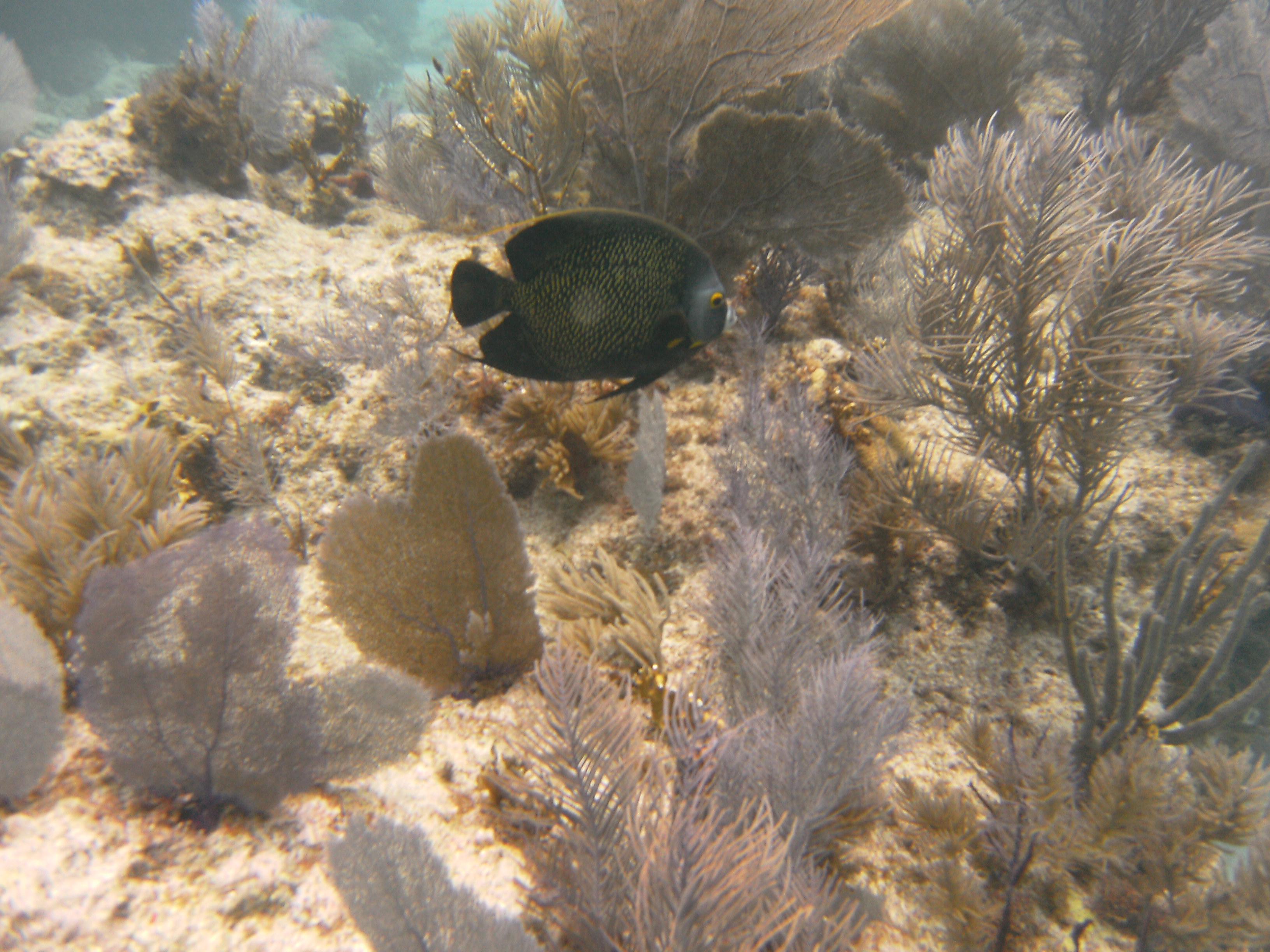 Photo by snorkelfish