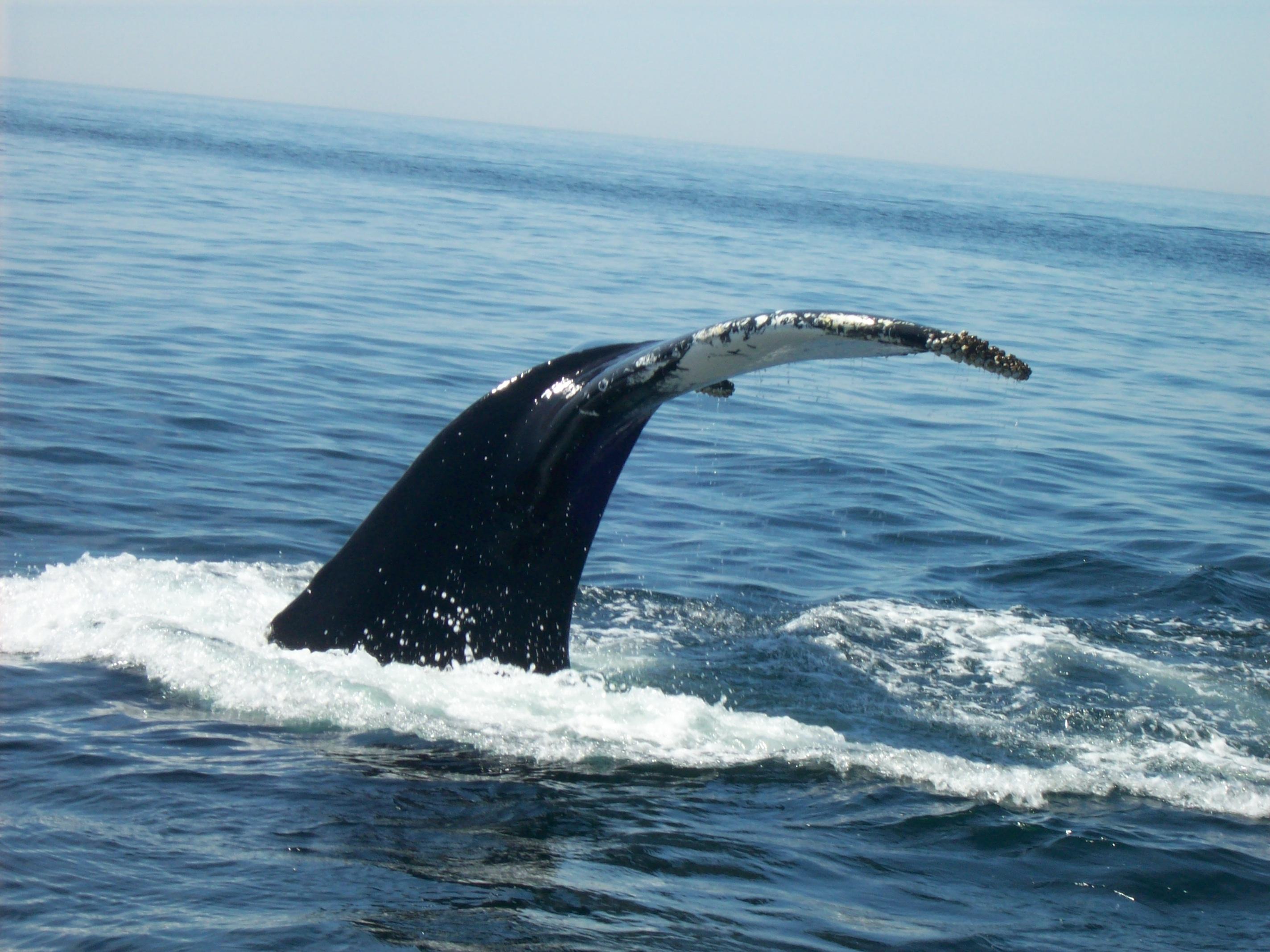 Granite State Whale Watch