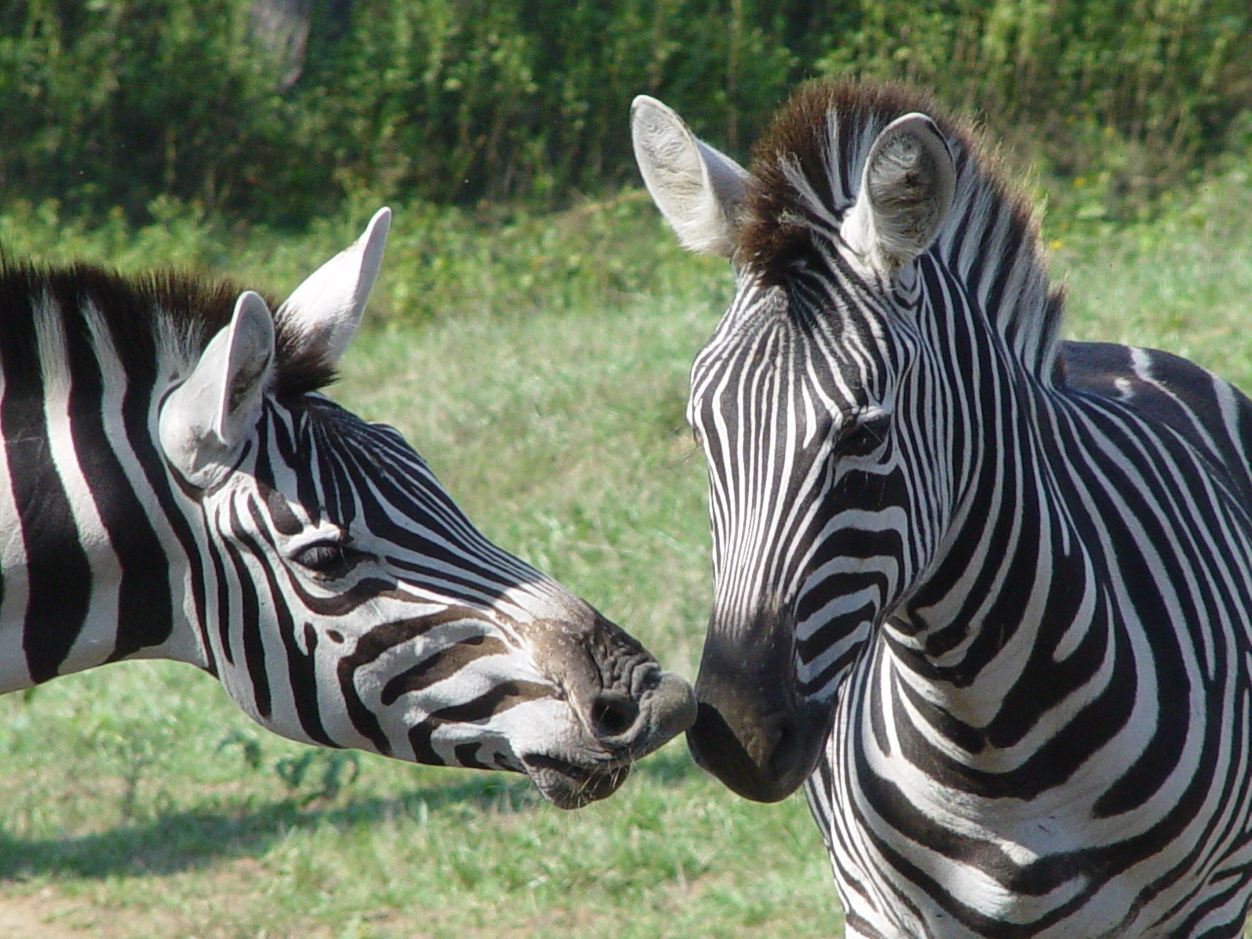 Natural Bridge Zoo