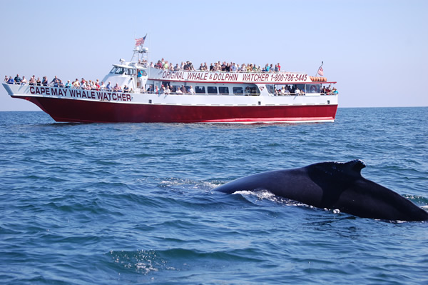 Cape May Whale Watcher