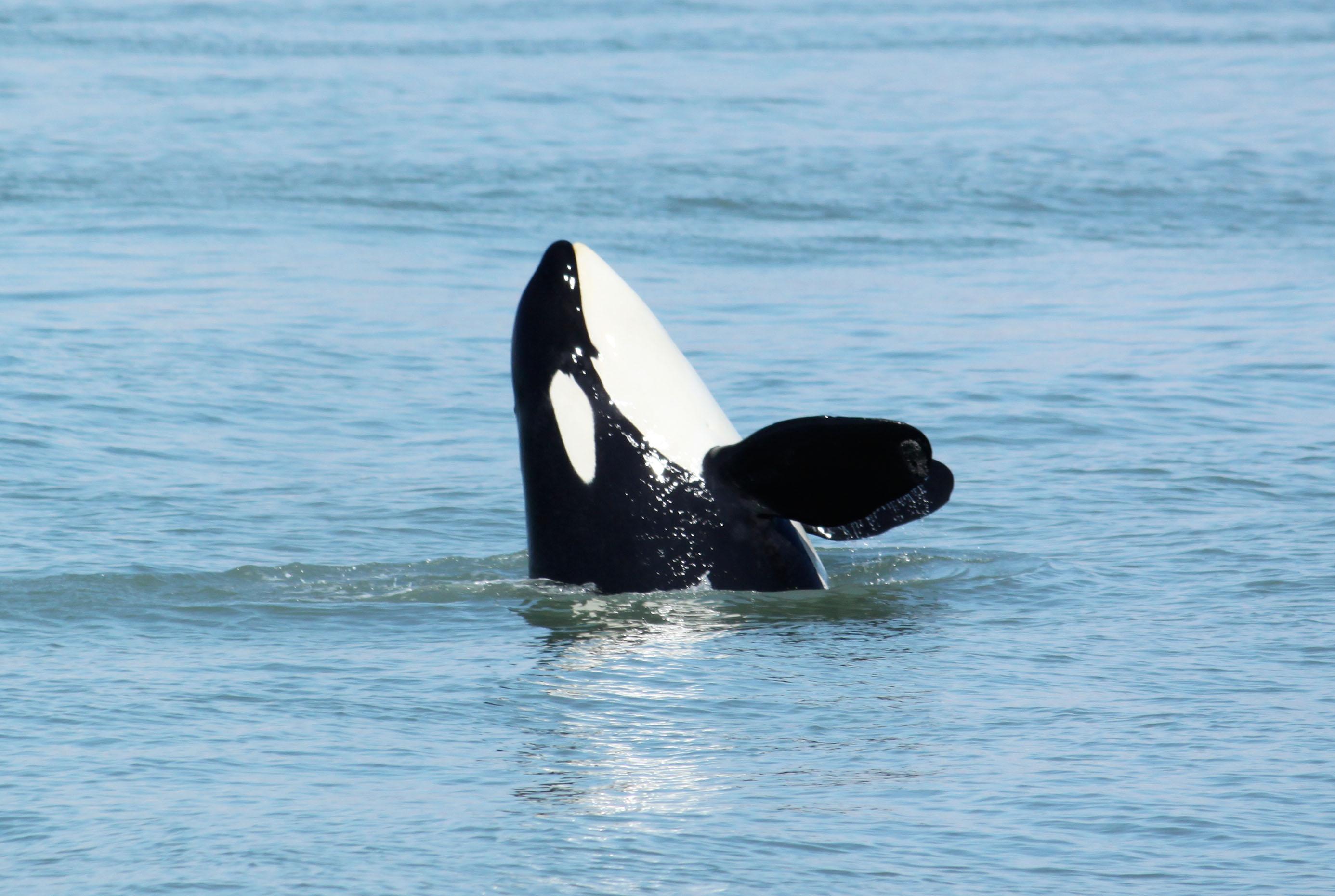 Steveston Seabreeze Adventures & Whale Watching