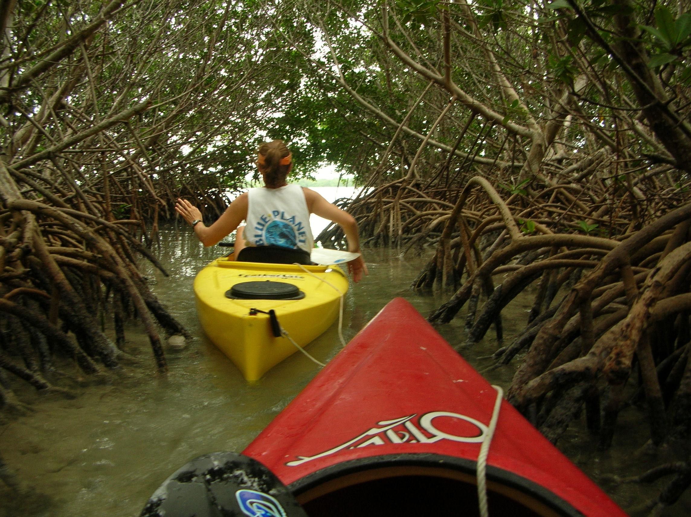 Blue Planet Kayak Eco-Tours