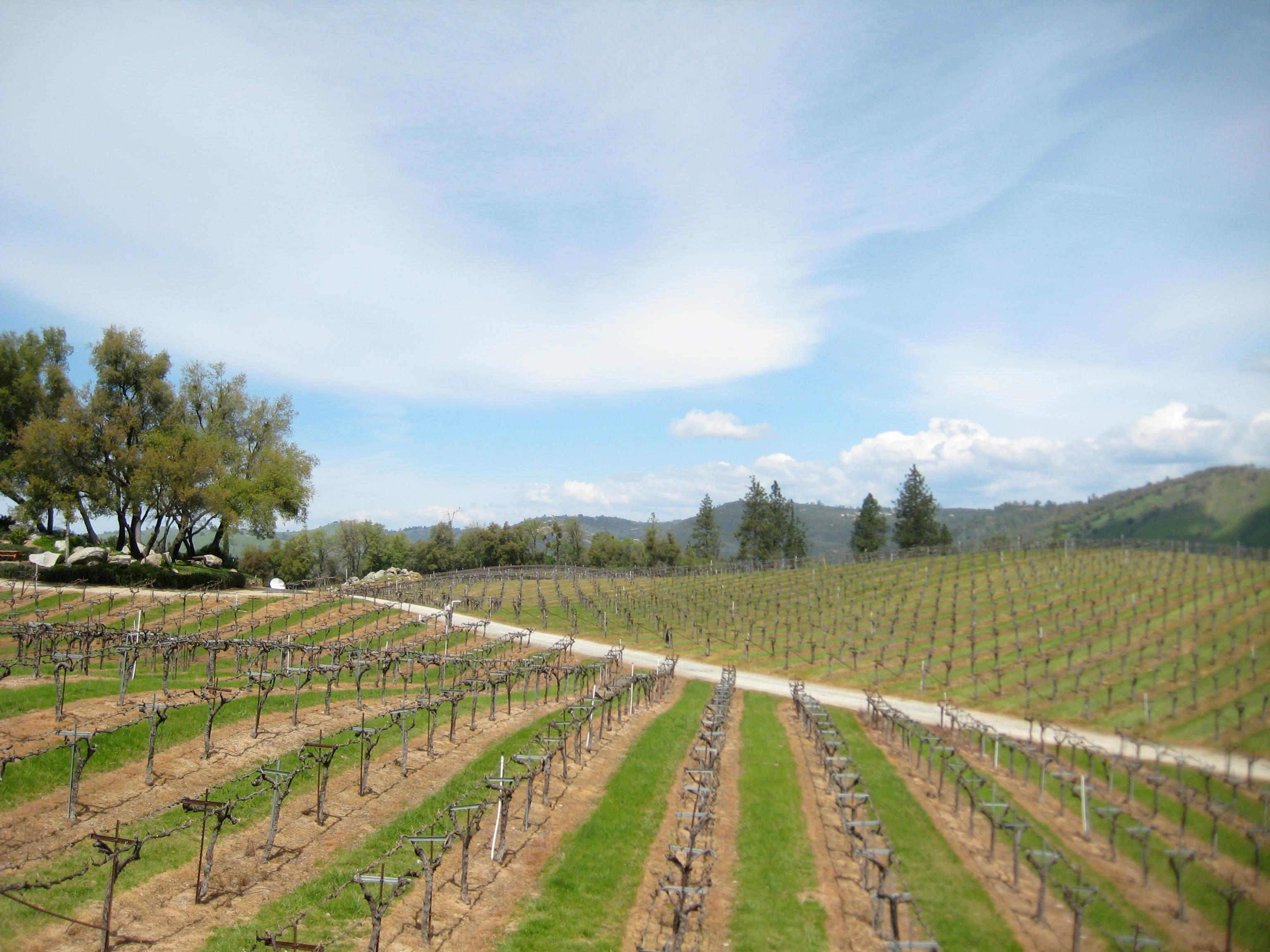 Gold Hill Vineyard