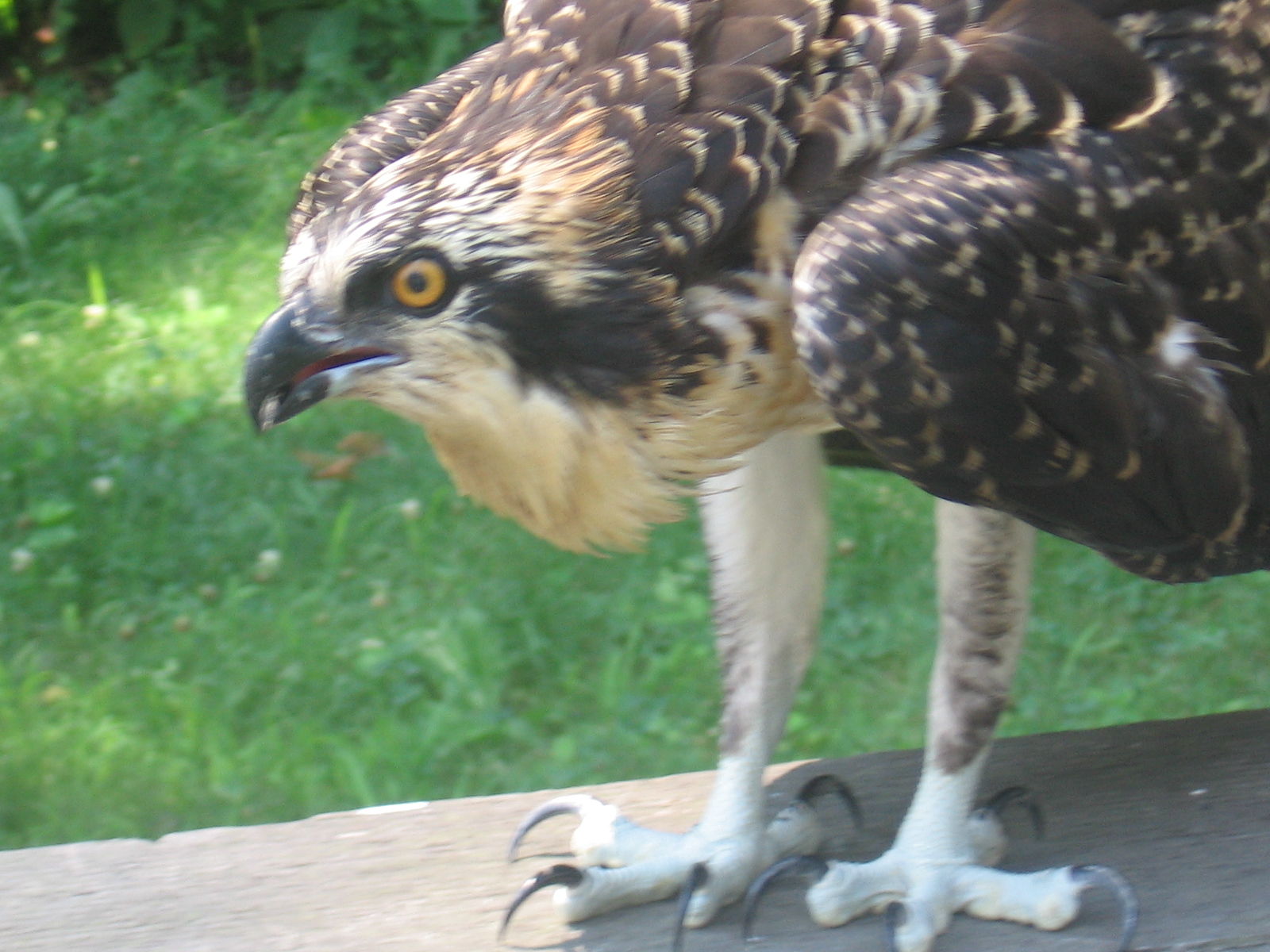 Denison Pequotsepos Nature Center