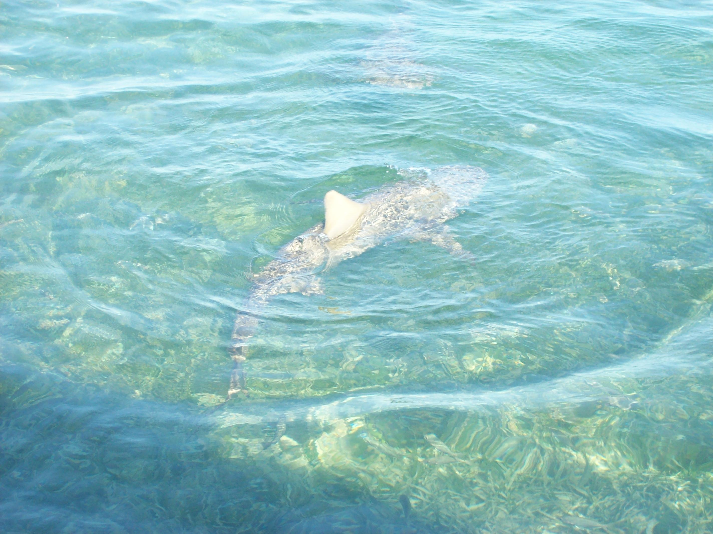 Key West Extreme Adventures Shark Tours