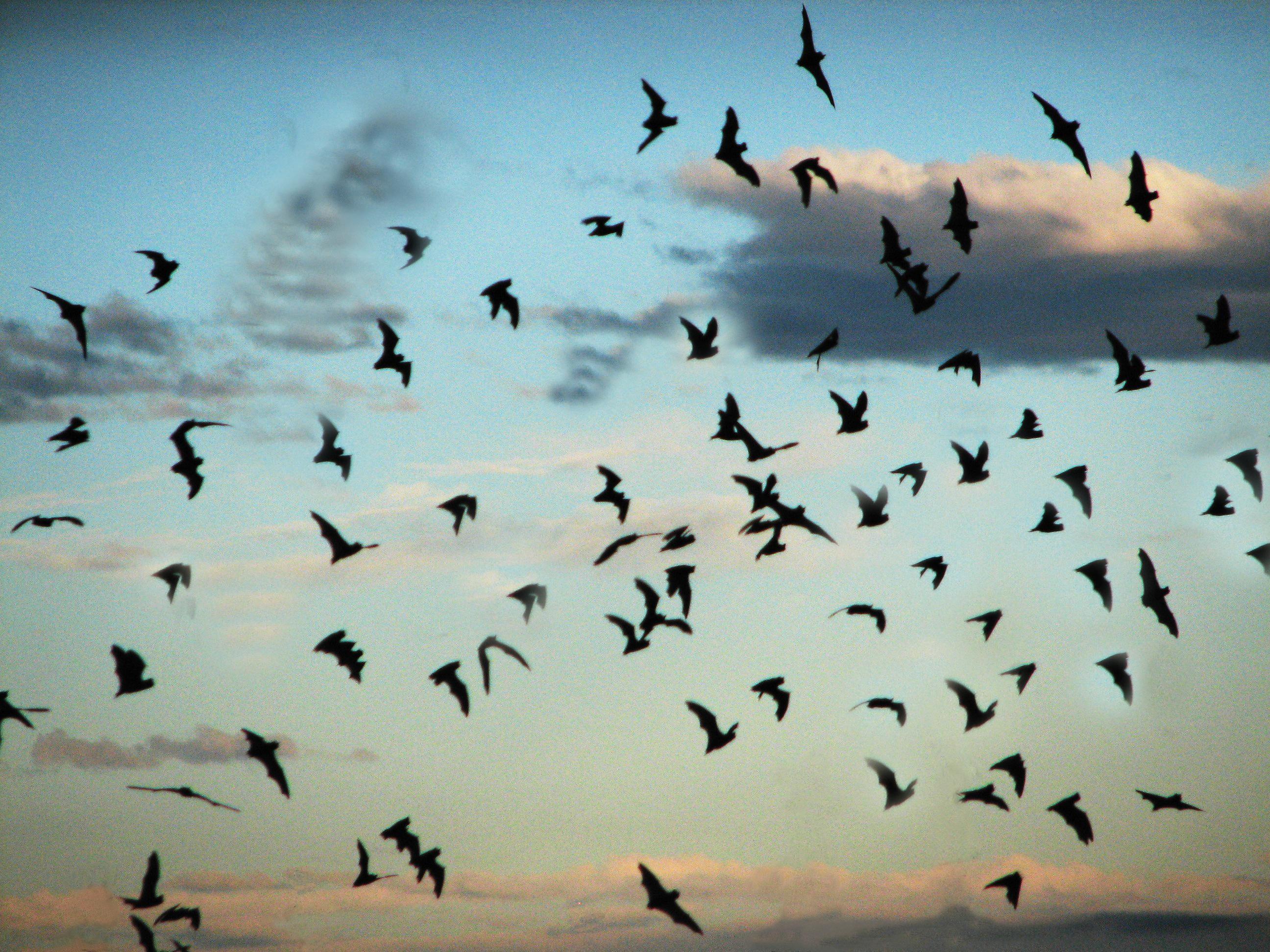 Bat Flight Program in Carlsbad Caverns National Park