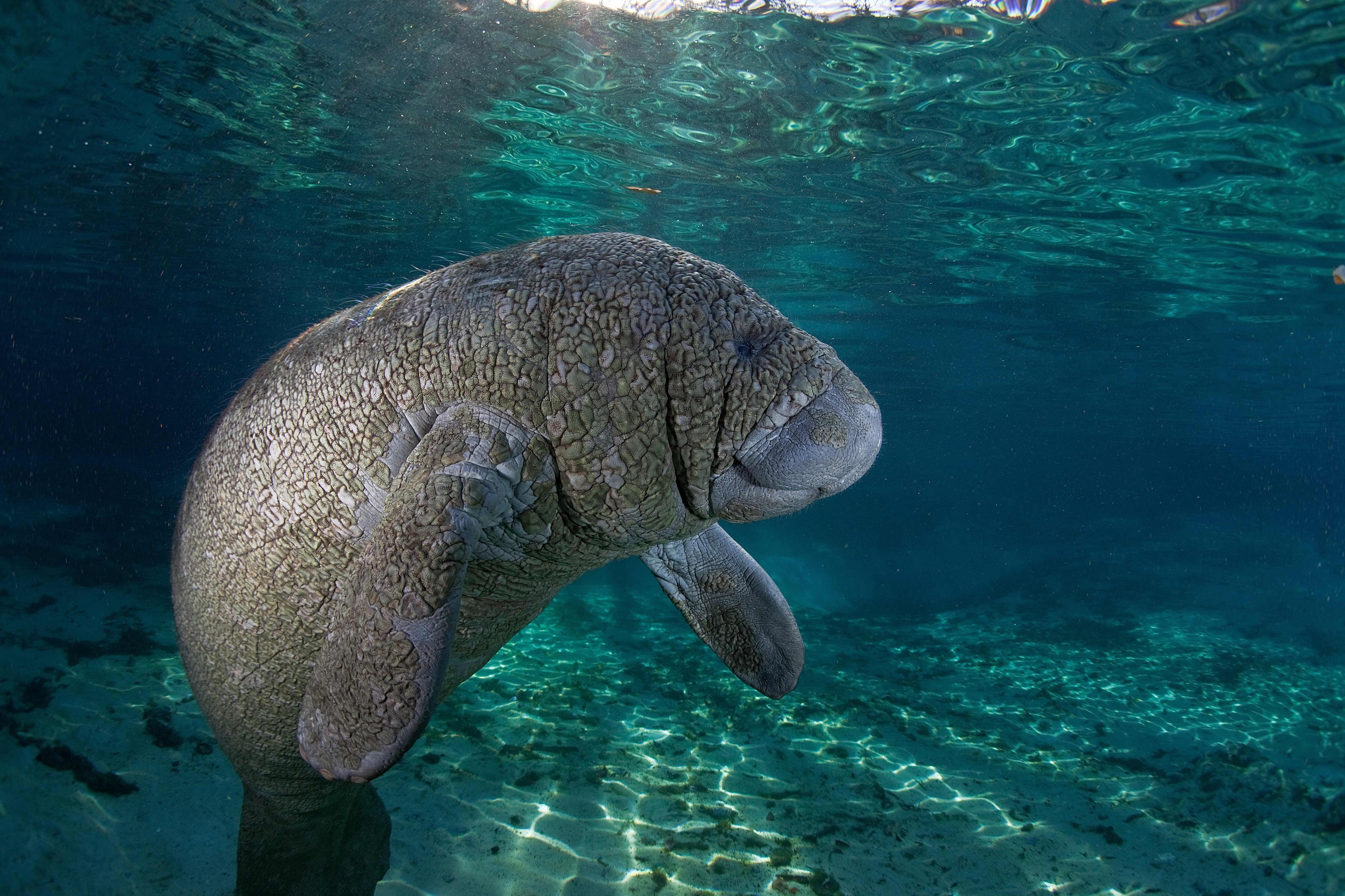 Manatee Fun ﻿﻿Tours