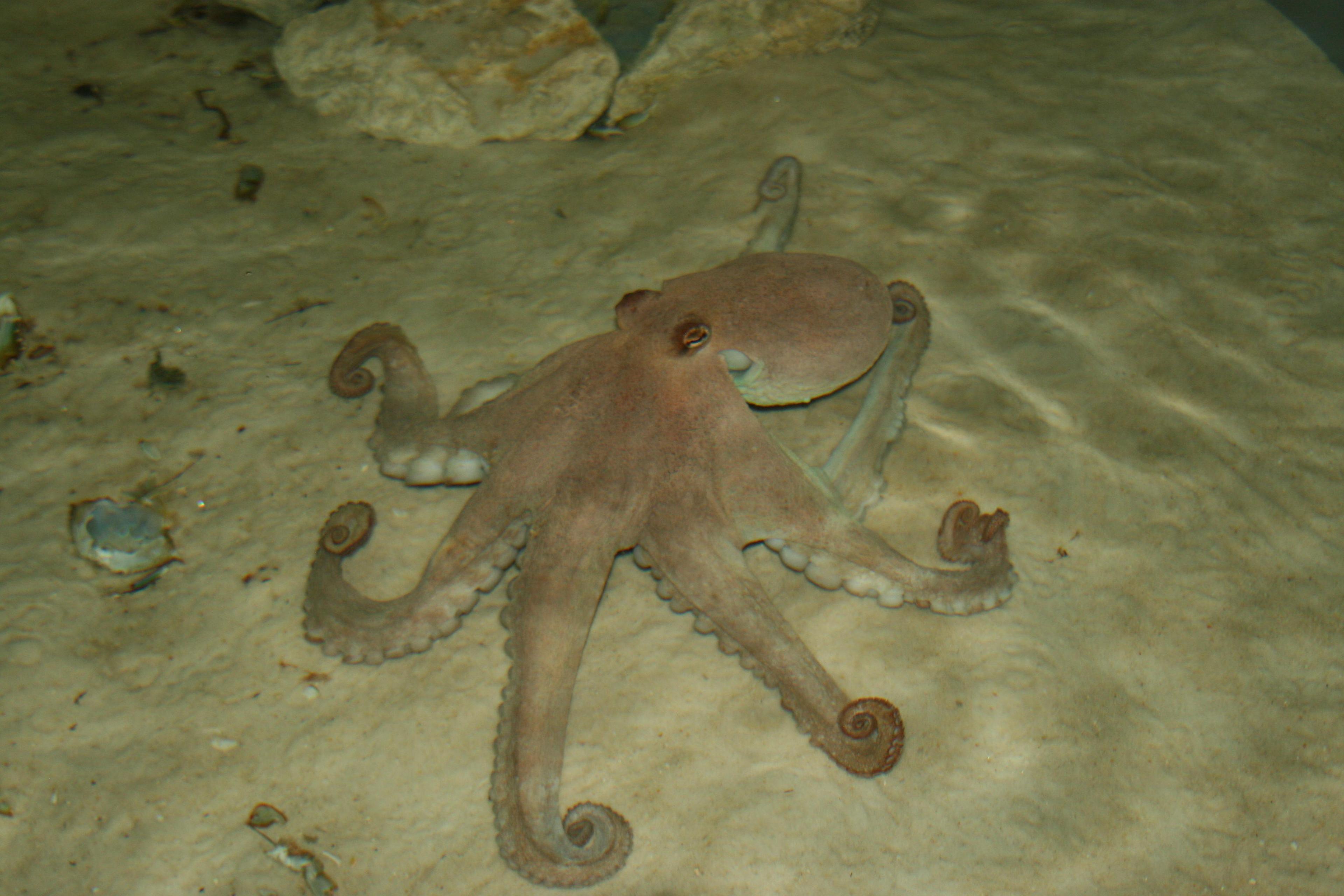 Gulf Specimen Marine Laboratories