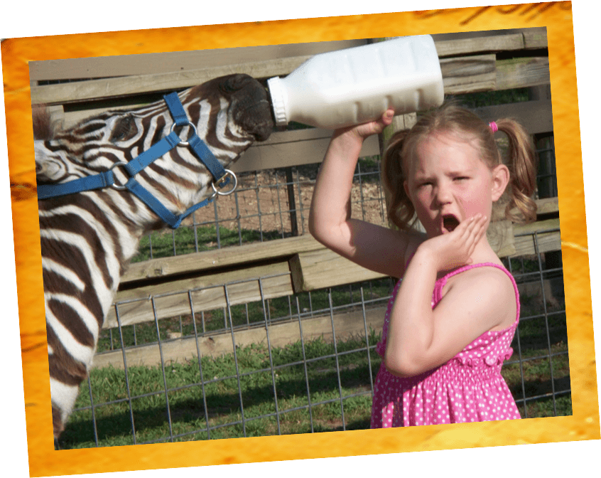 Eureka Springs Safari Park