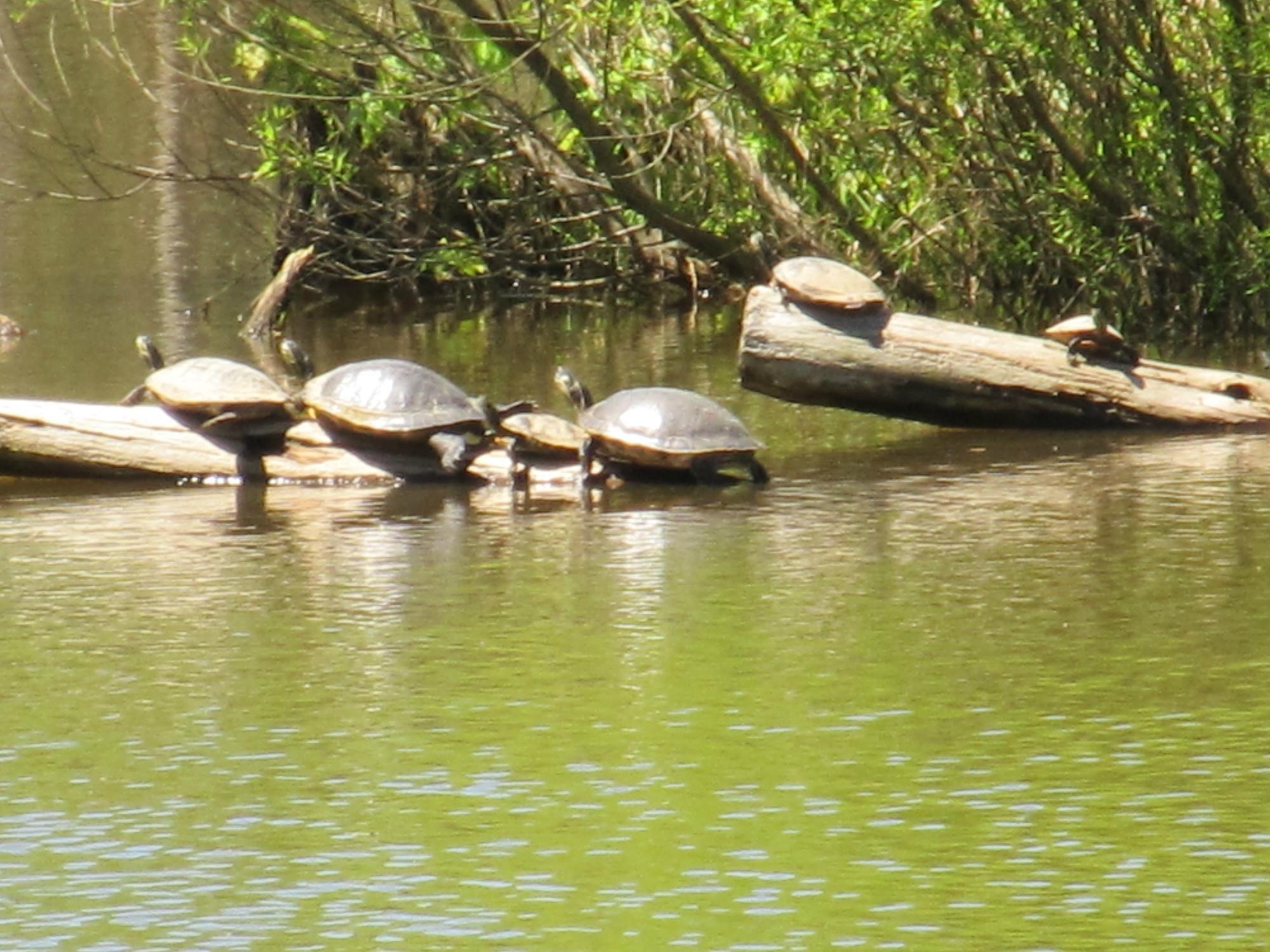 Pee Dee National Wildlife Refuge Headquarters