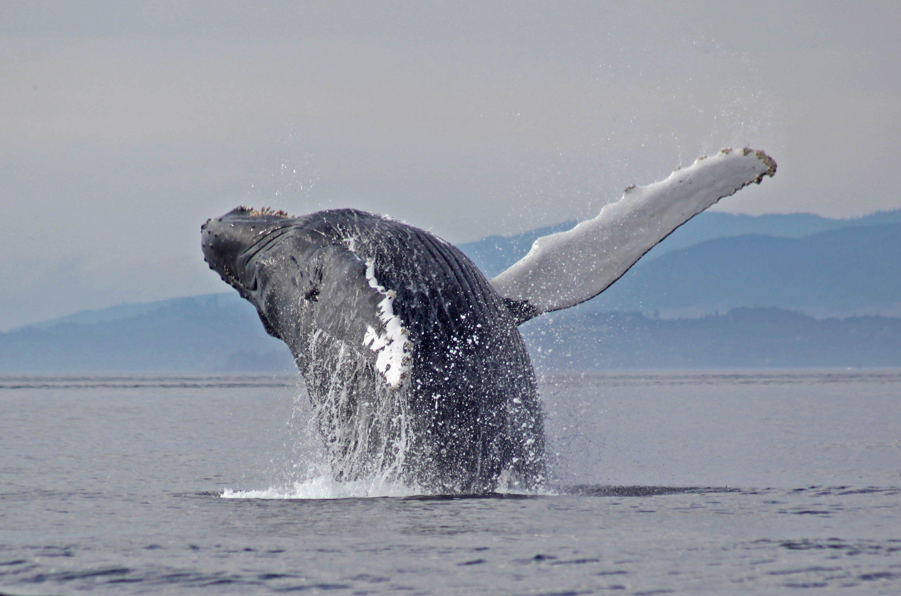 Sooke Coastal Explorations