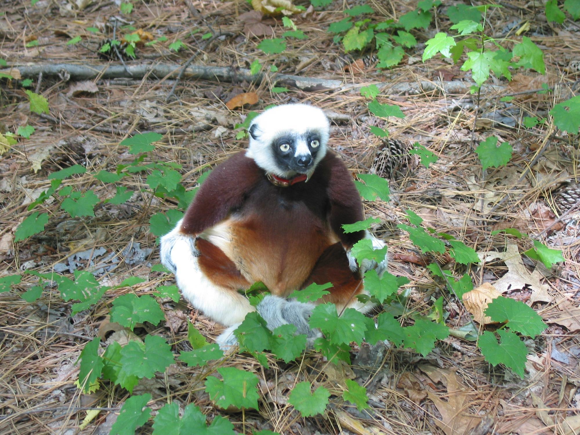 Duke Lemur Center