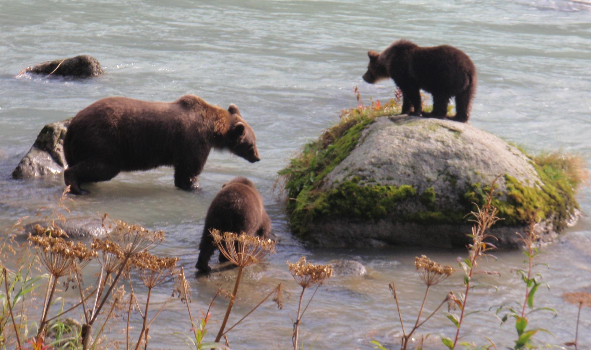 Alaska Nature Tours