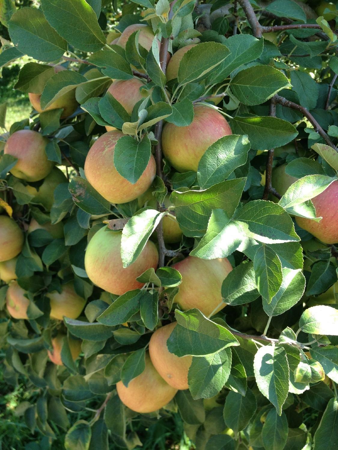 Pine Tree Apple Orchards Inc