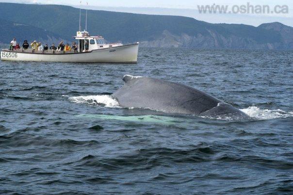 Oshan Whale Watch