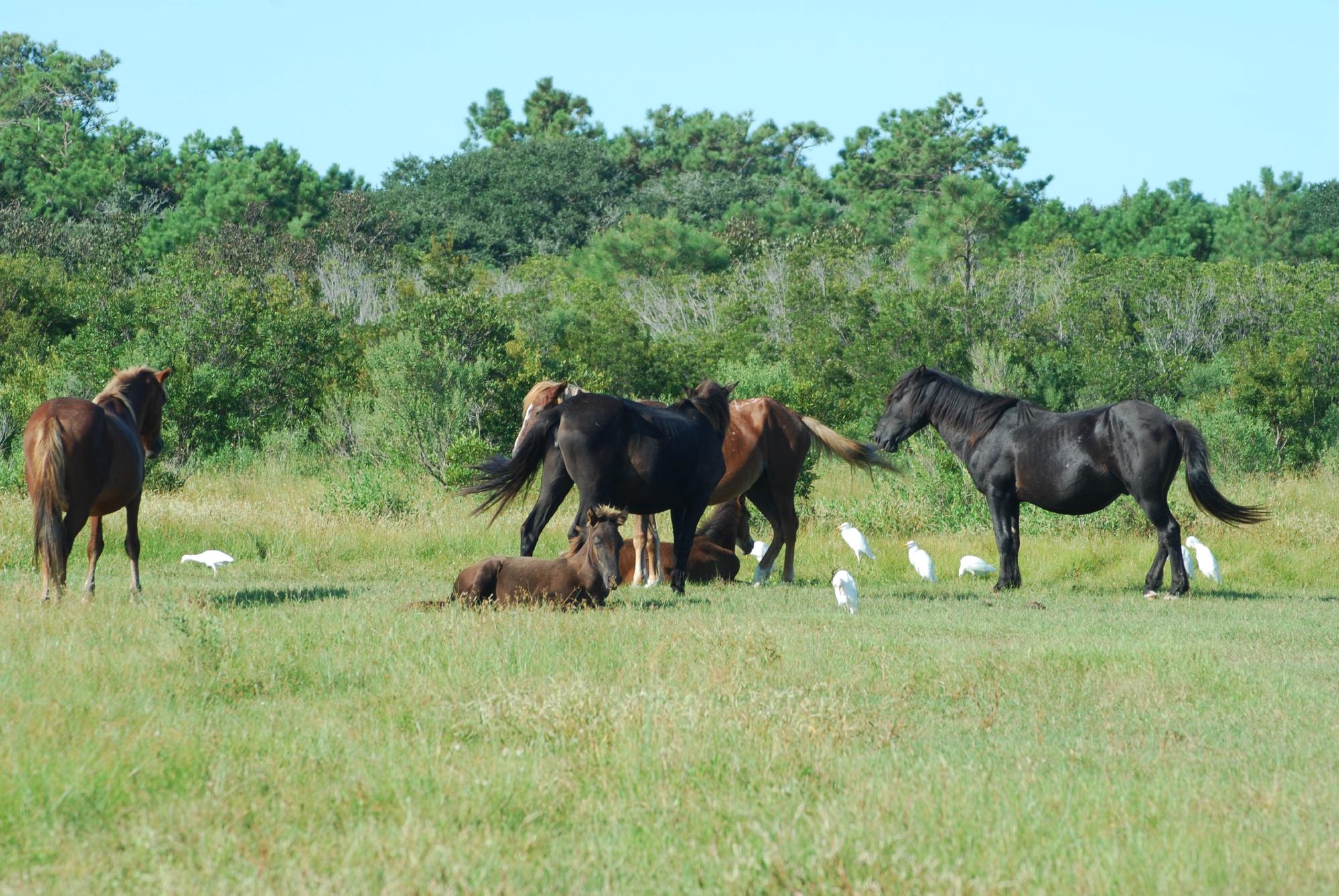 Corolla Wild Horse Fund