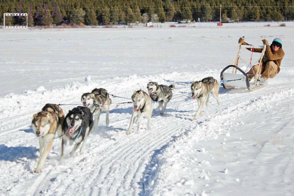 Alpine Adventures Dogsledding