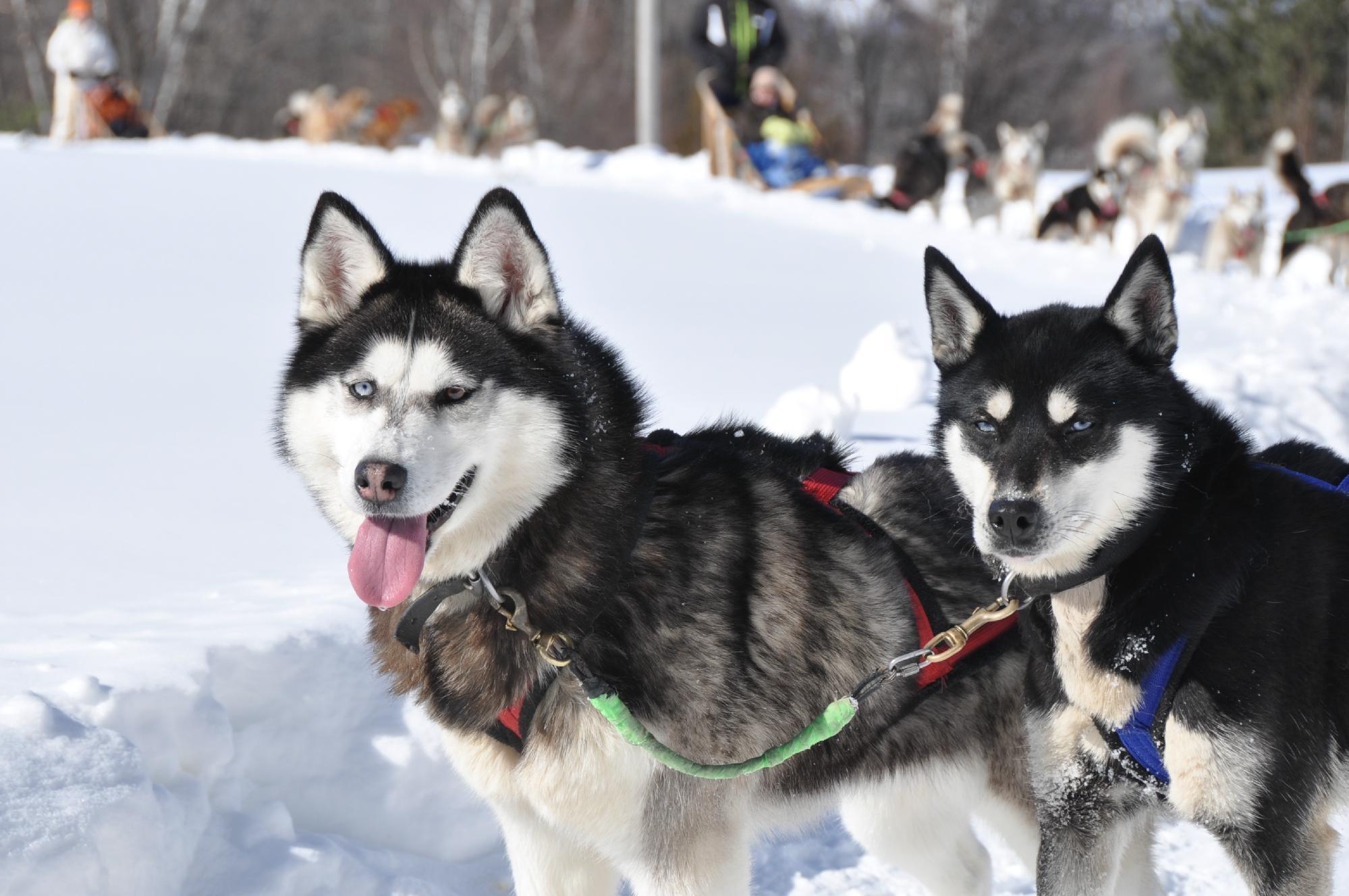 Aventure du Husky