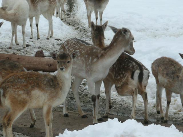 Grand Canyon Deer Farm