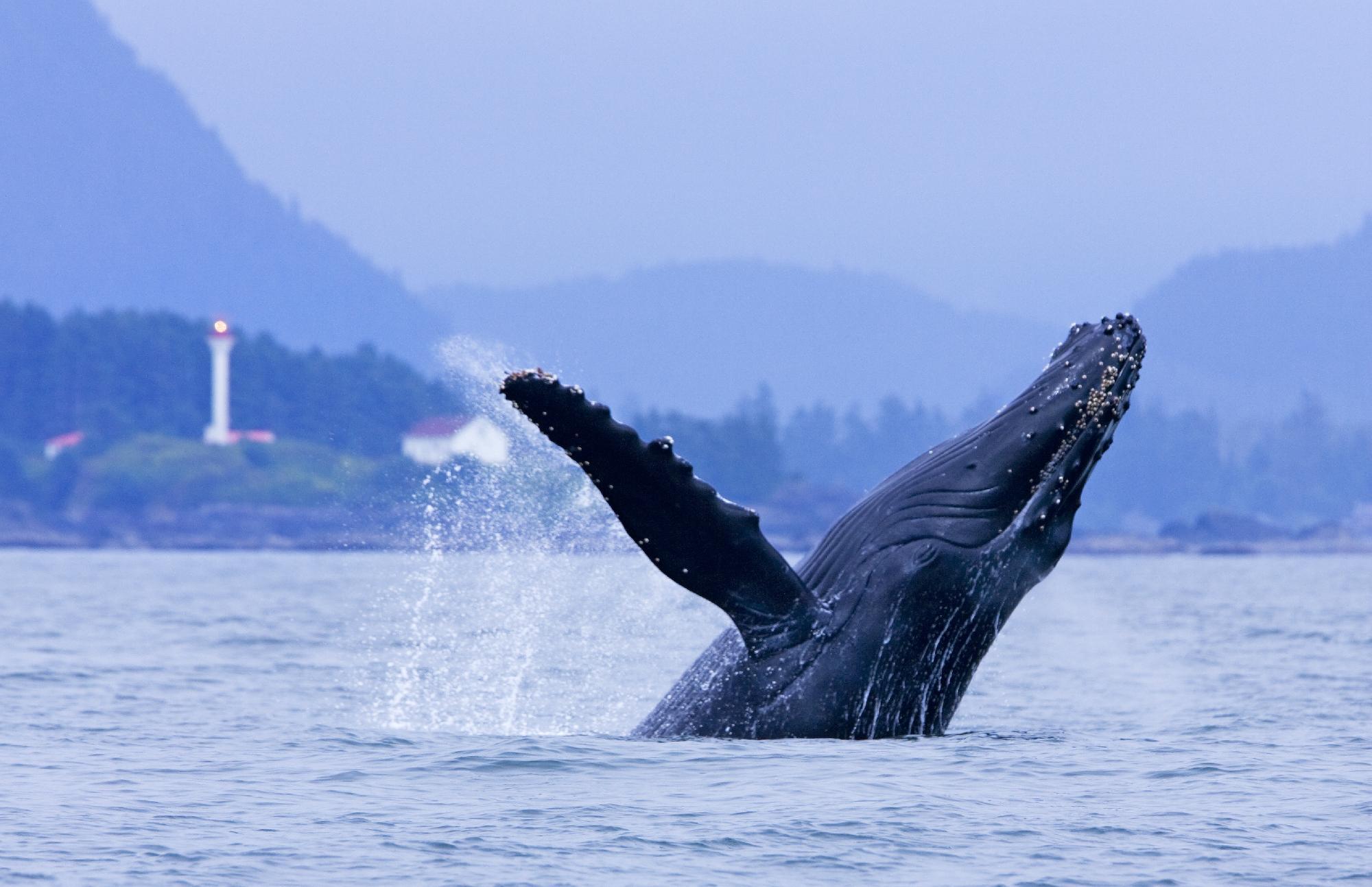 Jamie's Whaling Station