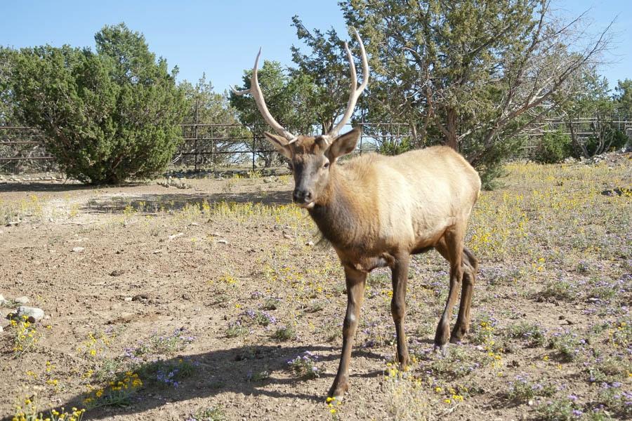 Wildlife West Nature Park