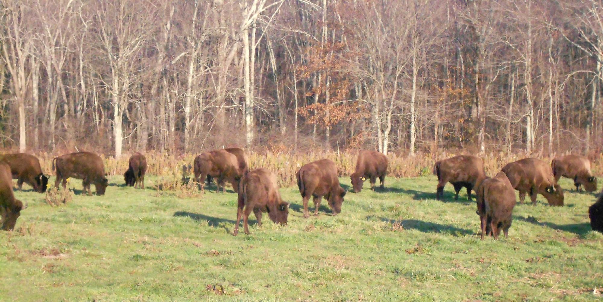 Creamery Brook Bison