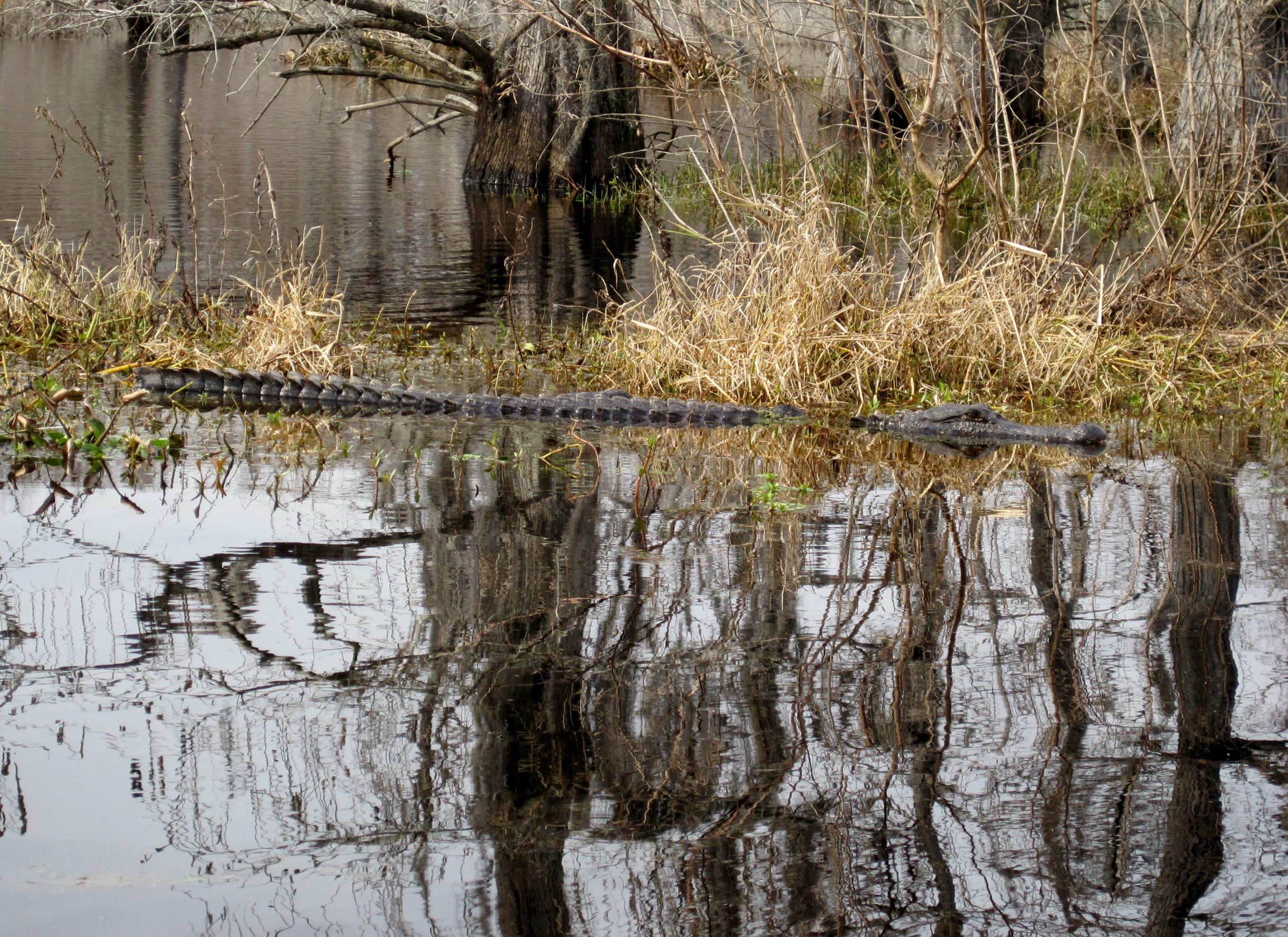 Black Bayou Lake