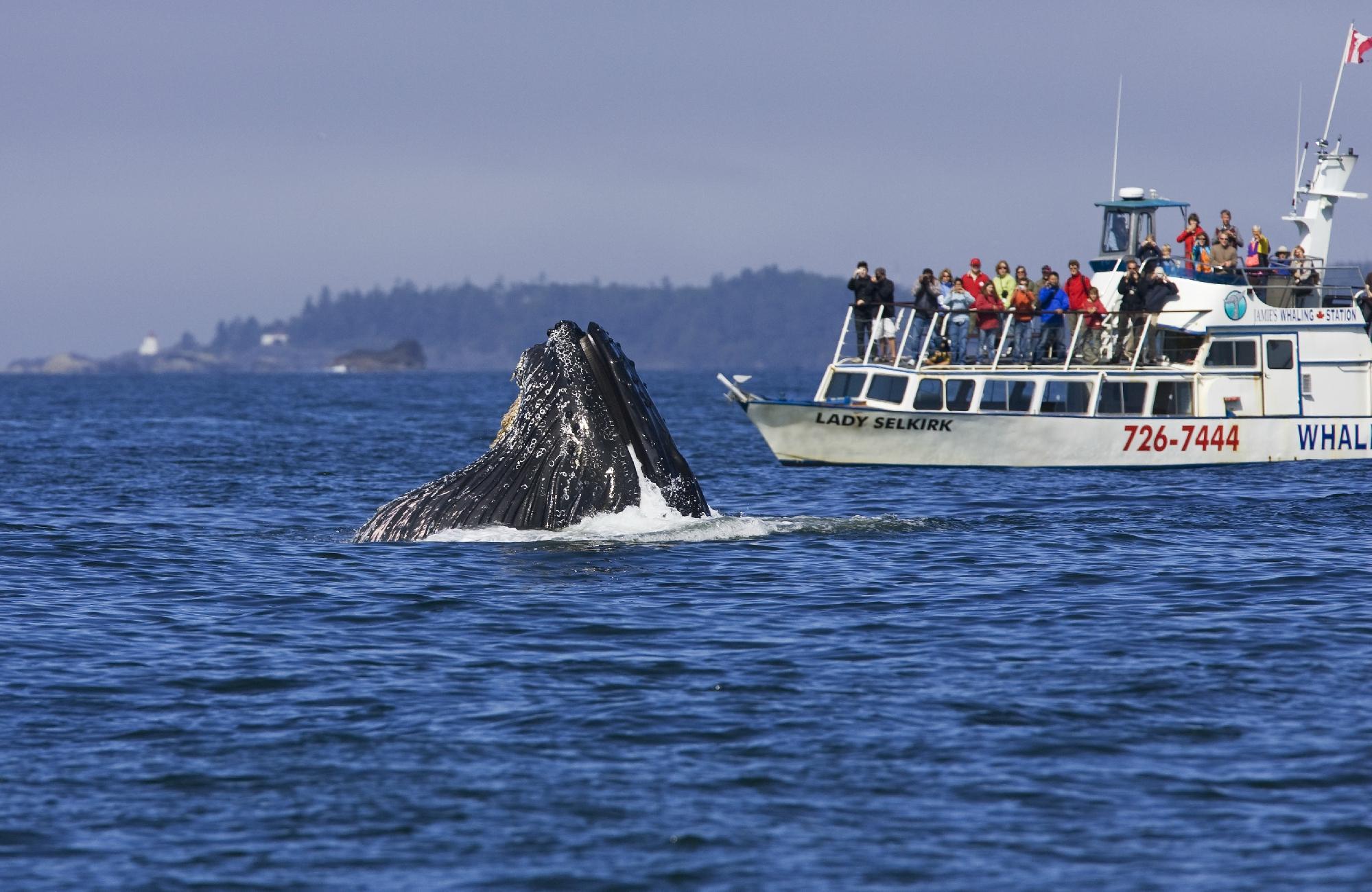 Jamie's Whaling Station and Adventure Centre - Ucluelet