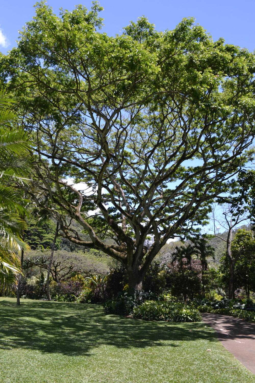 Waimea Valley