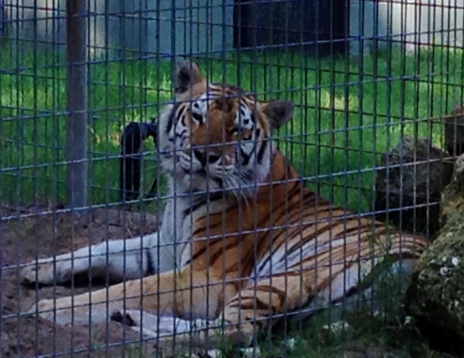 Tregembo Animal Park