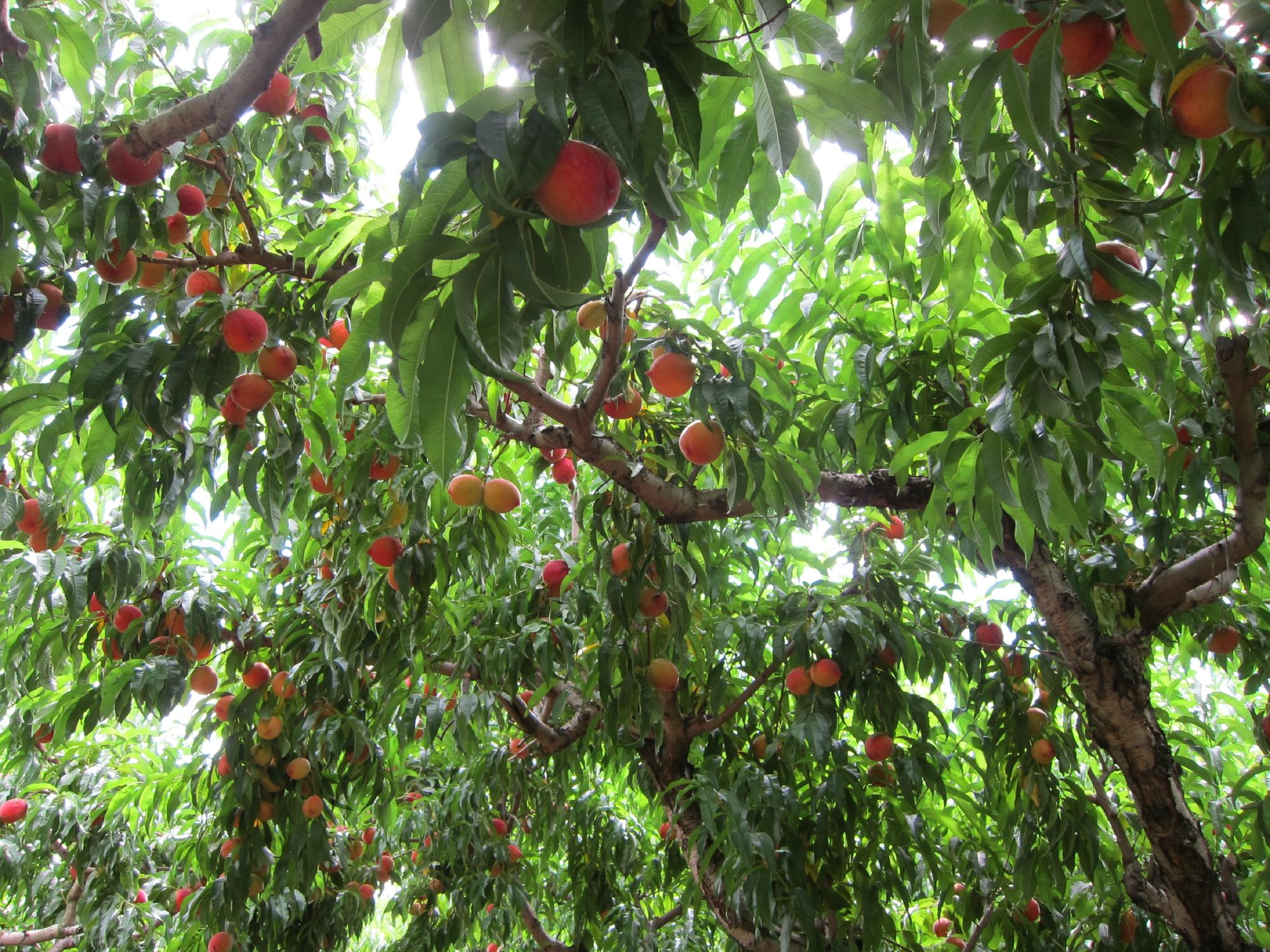 Chiles Peach Orchard