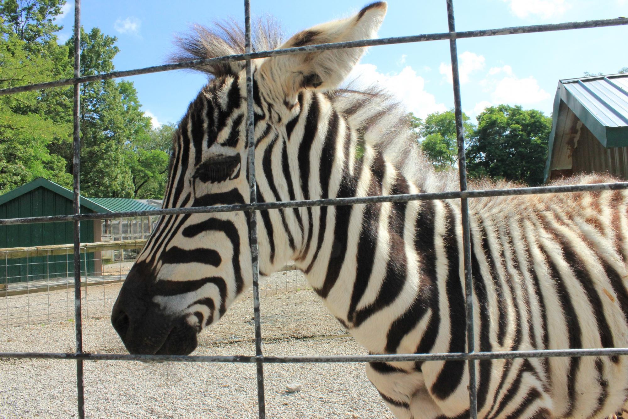 Living Treasures Animal Park