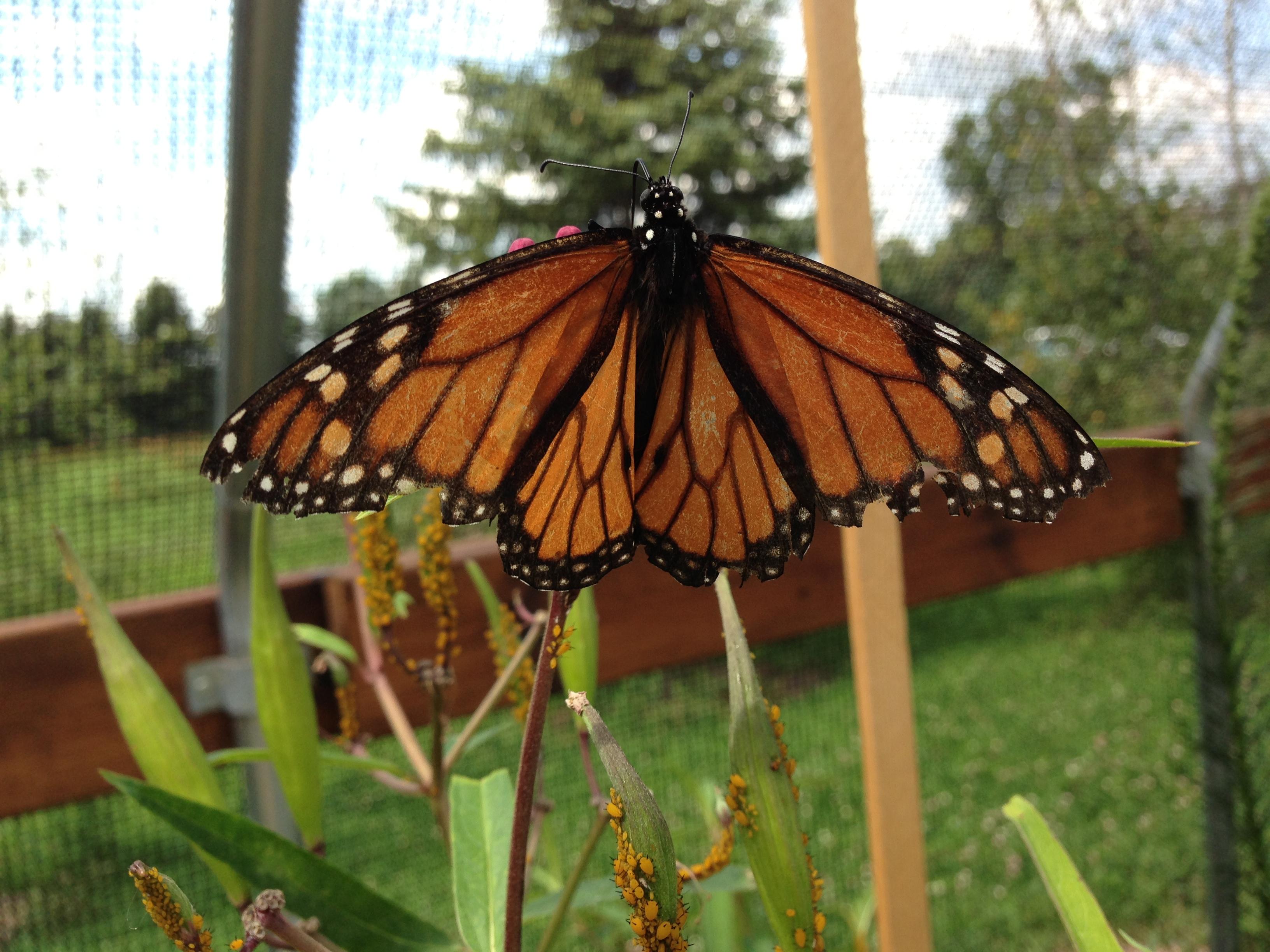 Butterfly Gardens of Wisconsin