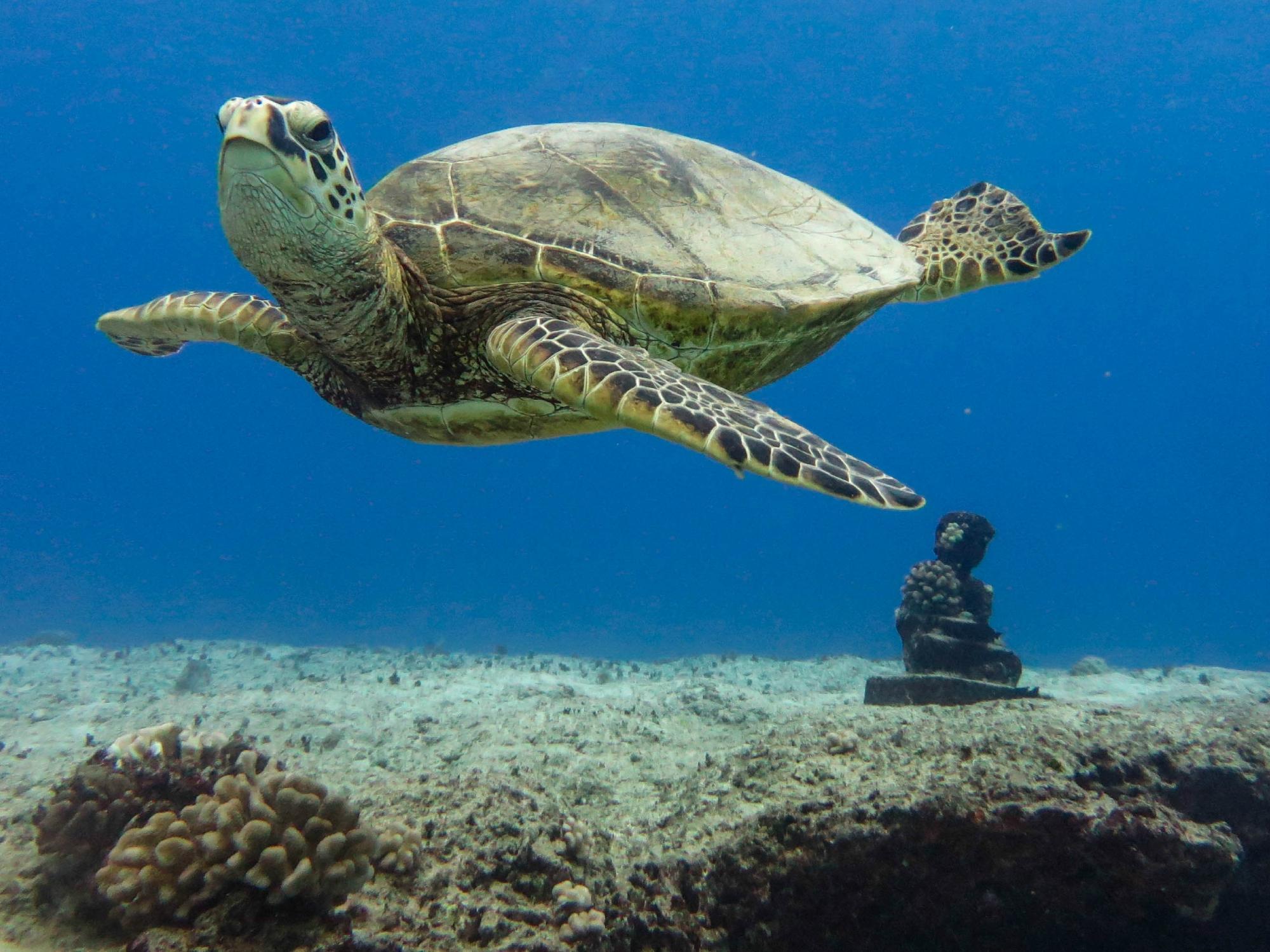 Island Divers Hawaii